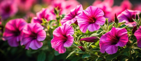 Sticker - Purple flowers with green leaves and pink blooms in a garden