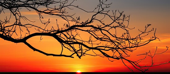 Wall Mural - Sunset scene with tree branch silhouette and setting sun