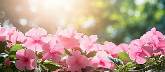 Sticker - Pink flowers blooming under sunlight