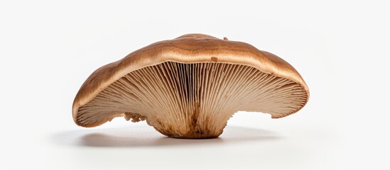 Poster - Shiitake mushroom on white surface