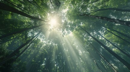 looking up at the green tops of trees, sunbeams, nature photography, breathe, inner peace or calm, 1