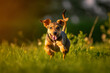 Dog Beagle running fast and jumping with tongue out through green grass field in a spring. Pet background