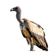 white backed vulture on isolated transparent background