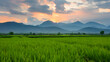 Sun-kissed paddy fields stretch endlessly under a pastel sky, framed by majestic mountains in the distance