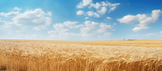 Poster - Close-up of ripe wheat field under clear blue sky