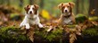 Two dogs sitting on a log in the woods with leaves
