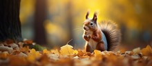 A Squirrel In Foliage Eating Nuts Near A Tree