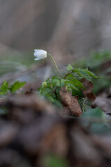 Canvas Print - White anemone flower hunting outdoors in nature.
