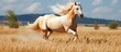 White horse running in tall grass, palomino horse galloping in a field