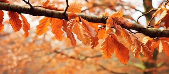 Poster - Close-up of autumn branch with leaves, Scotland