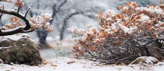 Wall Mural - Snow-covered shrub in a wintry forest