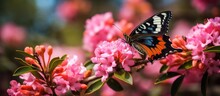 Butterfly Perched On Flower