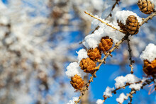 Close-up Of Snow Covered Larch Cones (Larix) On Branches With A Blurred, Blue Sky Background; Calgary, Alberta, Canada