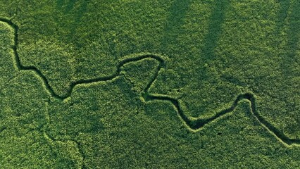 Wall Mural - Winding river in jungle, Amazon. Zigzag River, drone view. Small river in field, Aerial view. Wildlife Refuge Wetland Restoration. Green Nature Scenery. River in Wildlife. Freshwater and Ecosystem. 