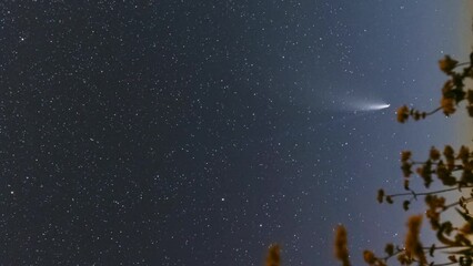 Wall Mural - Comet Neowise C 2020 F3 In Night Starry Sky Above Flowering Buckwheat. Night Stars Timelapse Hyperlapse motion.