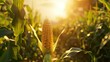 A golden ear of corn rises in the middle, surrounded by lush green leaves and rows of other crops under soft sunlight.
