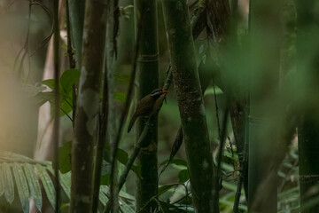 Brown-crowned scimitar babbler (Pomatorhinus phayrei) at Namdapha National Park, Arunachal Pradesh, India