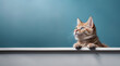 © REC Stock Footage - Orange tabby cat with striking looking upwards, empty copy space. Generative AI