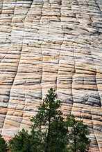 A Tree Stands In Front Of Checkerboard Mesa At Zion National Park, Utah