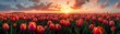 Panoramic landscape of blooming tulips field illuminated in spring by the sun