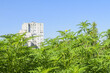 Thickets of American ragweed against the backdrop of a clear blue sky and a multi-story building. Dangerous plant for people. Ambrosia shrub that causes allergic reactions. Selective focus.