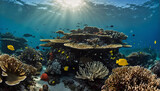 Fototapeta Do akwarium - Coral Reef 