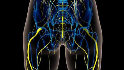 Wall Mural - Human nervous system anatomy for medical concept 3D rendering