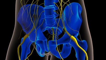 Wall Mural - Human nervous system anatomy for medical concept 3D rendering