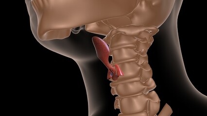 human epiglottis anatomy for medical concept 3D rendering