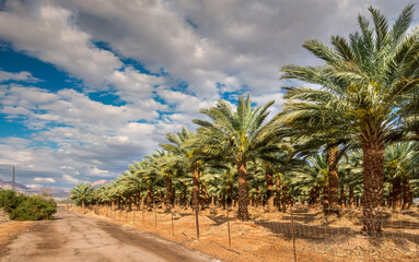 Wall Mural - Plantation of date palms for healthy food production. Date palm is iconic ancient plant and famous food crop in the Middle East and North Africa, it has been cultivated for 5000 years