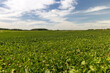 a field with green beet in the summer season