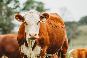 cow in the field