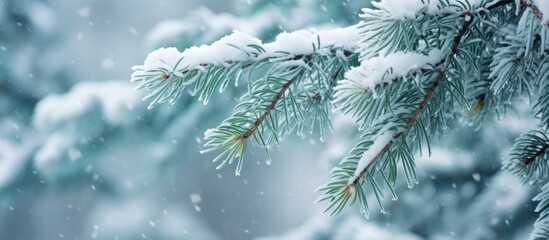 Canvas Print - A snow-covered pine tree branch