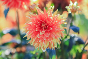 Canvas Print - Autumn blooming plant Dahlia