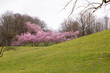 Cherry Blossom Tree in a Park showing the beginning of the springtime