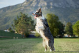 Fototapeta Na ścianę - A Border Collie dog sits up on its haunches in a park, mountains adorning the horizon. The joyful demeanor and upward gaze echo the thrill of outdoor adventure