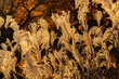 Backlit ornamental miscanthus or silvergrass turn gold at sunset