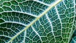 macro closeup of a horseradish leaf with a mosaic pattern of cells and veins on an abstract nature background tinted blue green