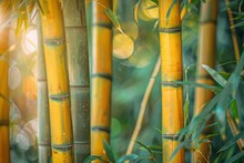 Tall Bamboo Trees With Lush Green Foliage