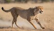 A Cheetah With Its Fur Rippling In The Wind Runni Upscaled 6