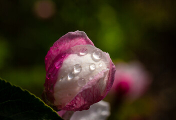 Aufkleber - Bud of a future apple tree flower.