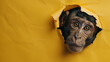 Monkey in a hole on a yellow paper background with copy space for text