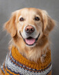 Lächelnder fröhlicher Golden Retriever Hund mit warmen Pullover aus Wolle