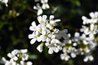 Weiße Gänsekresseblüten im Frühling