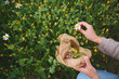 © Taras Grebinets - Herbalist woman collects calendula and chamomile flowers, prepares ingredients for traditional medicine or healing tea