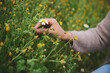 © Taras Grebinets - Closeup hands of female botanist pharmacist herbalist collects chamomile flowers in the ecologically friendly meadow