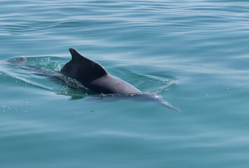 A Dolphin emerging out close to the boat in the eastern coast of Bahrain
