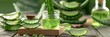Cosmetic essence from the Aloe Vera plant, bottles with essence next to Aloe Vera leaves. banner