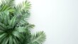 A green leafy plant with a white background. The plant is full of leaves and is very green