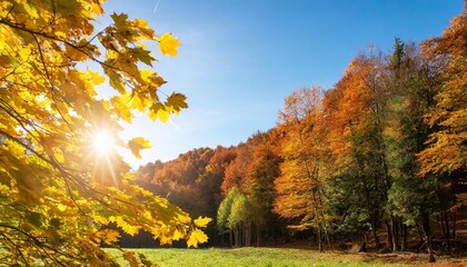 Wall Mural - autumn leaves background on forest with blue sky and sun